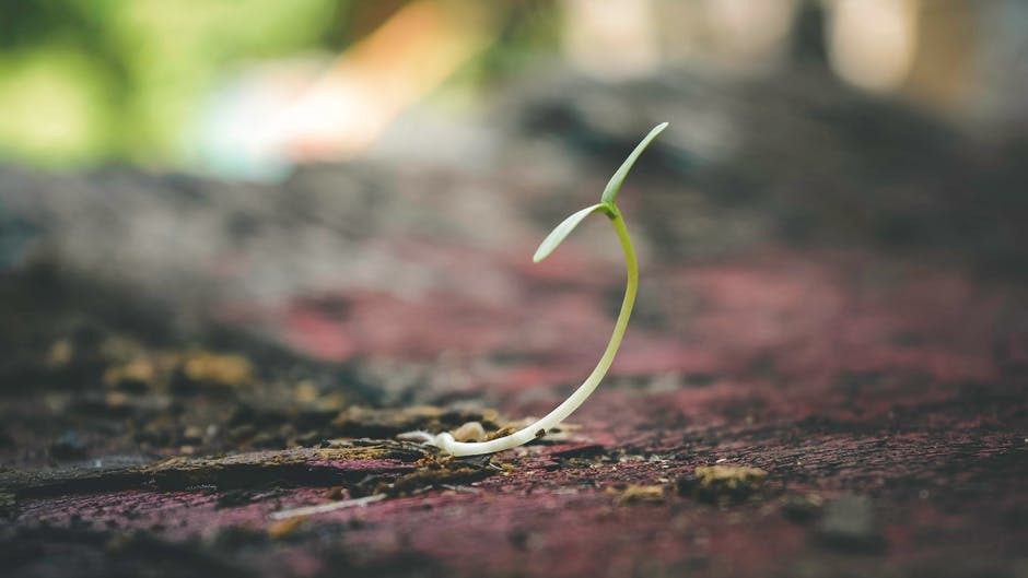 A plant grows in the springtime, proving that hope is possible.